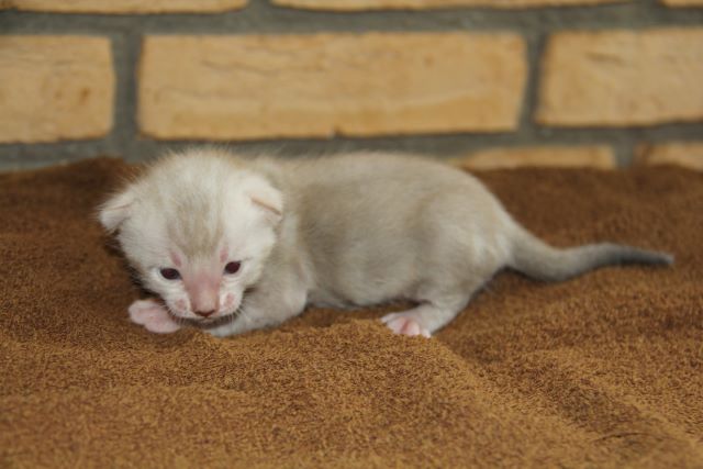 Kater Kitten 3 von der Saffenburg