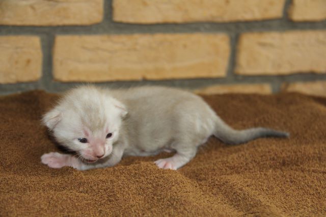 Kater Kitten 3 von der Saffenburg