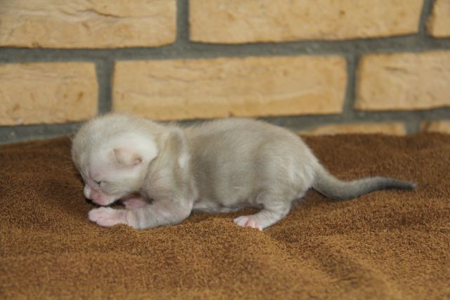 Kater Kitten 3 von der Saffenburg