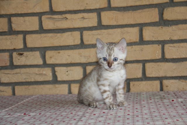 Kater 2 vergeben von der Saffenburg